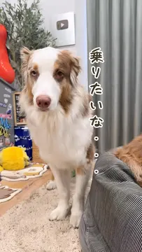 クッションの順番待ちです