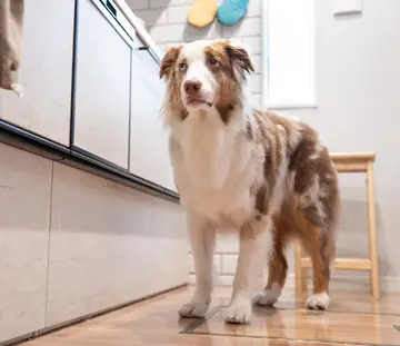キッチンに置いてある焼き芋が気になるガルちゃんです笑