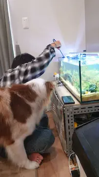 お魚観察が日課なガルちゃんです️