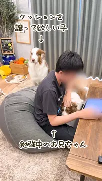 クッションにどうしても乗りたいガルちゃんです笑