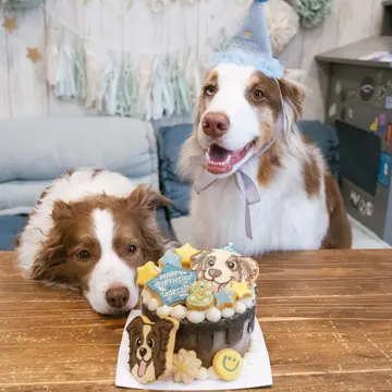 お誕生日ケーキが可愛すぎて滅 @happy_doggysday さんありがとうございました✨