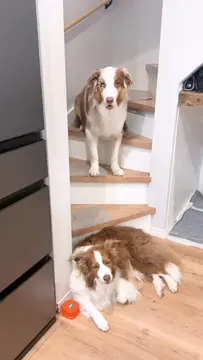 通れないガルちゃんです