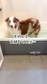 おもちゃがあればお風呂平気なの⁉️