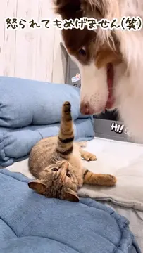 ペロペロしすぎて怒られちゃうガルちゃんです