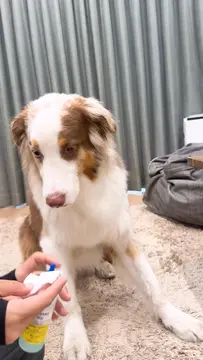 お耳掃除を頑張ったリリガルです
