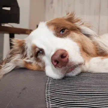 眠チェロ