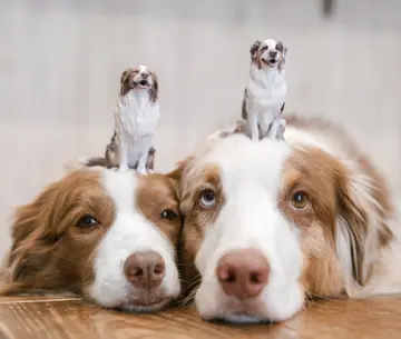 写真からリリガルのフィギュアを作ってもらいました✌️ @chokontofigure 写真だけで3Dができちゃうの凄い しっかり特徴が再現されていてびっくりしました✨ youtubeの動画でテーブルに置いてあったのです…