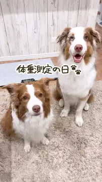 体重測定に協力的なリリガルです