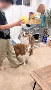 ガルちゃんが風船で遊んでると 危ないと注意するリーちゃんです⚠️