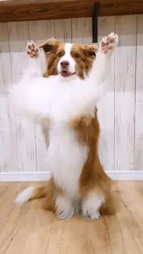 ふわふわになってテンションMAXリーちゃんです いつもふわふわ艶々にしてくれてありがとうございます