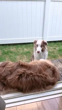 お家に入れなくなっちゃったガルちゃんです笑
