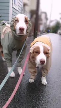 カッパキャンセル界隈☔
