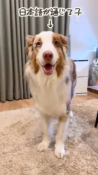 完全に日本語を理解しているガルちゃん✨