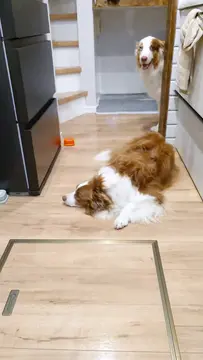 おねだりの連携プレーが完璧すぎるリリガルです