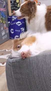 弟に拒否権はないようです