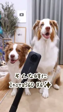 リリガルとの何気ない日常をInsta360 X6で撮影してみました✨ 360°まるごと撮影できるから、自由に動き回る2匹も撮影したあとから好きな画角を選べるのがとっても便利 360°カメラ・広角カメラ・ジンバルの3-i…
