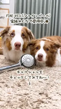 家族みんなで使ってるシャワーヘッド パナソニックさんのファインバブルシャワーヘッド ファインベール EH-SH50をご紹介♪✨ @panasonic_beauty 犬のお肌って繊細だからファインバブルのお肌に優しい水流…