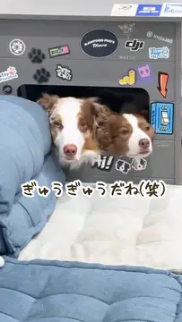 やっぱり出れなくて助けを求めるガルちゃんです