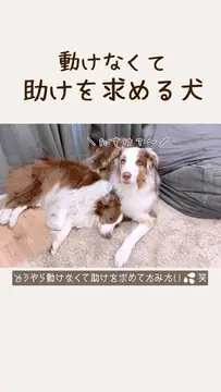 腕枕をしていたら動けなくなっちゃったガルちゃんです
