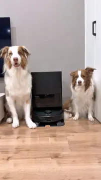 犬2匹と暮らしている我が家 毎日掃除しても、気づけば床には抜け毛が… そんな我が家で「Roborock Qrevo L Pro」を使ってみました✨ パワフルな吸引はもちろん、水拭きや障害物回避、アプリからの操作など、犬…